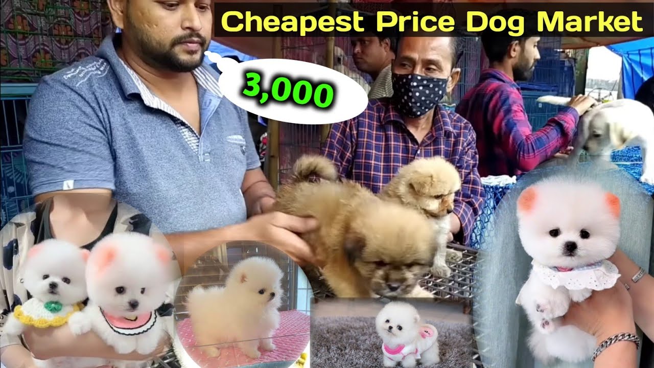Pomeranian Dog price in India | teacup dog | Indian Spitz dog | toy Pom dog | Cheapest dog Market