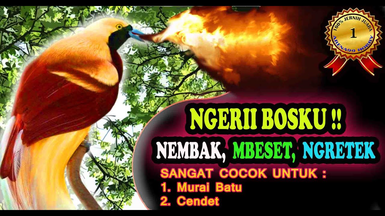 MASTERAN BURUNG CENDRAWASIH GACOR PALING DICARI