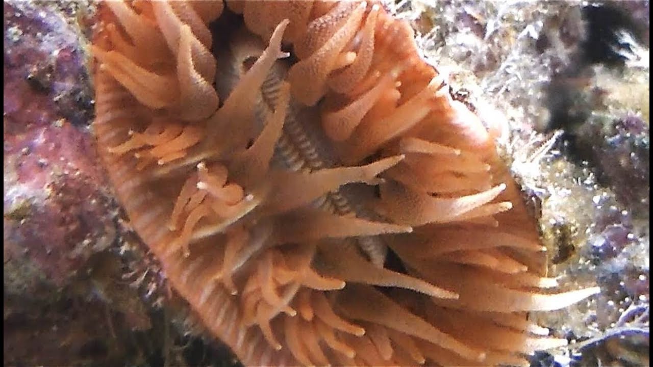 Surprising facts about horn corals and specimens from our fossil collection.