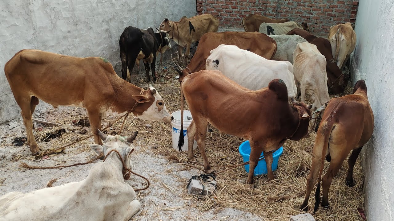 saste bulls in Shaheen nagar quba colony | bade janwar in Shaheen nagar quba colony Hyderabad