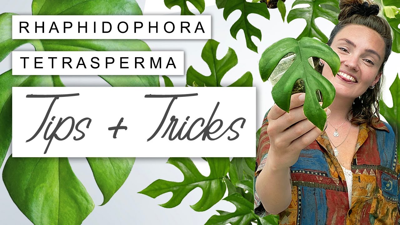Rhaphidophora Tetrasperma Care TIPS + TRICKS | Monstera Minima Care Guide 🌱