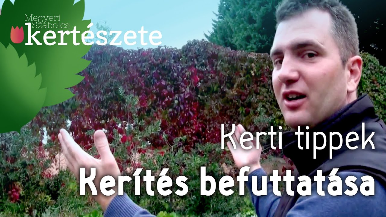 Kerítés befuttatása: Parthenocissus quinquefolia - Kacsos vadszőlő