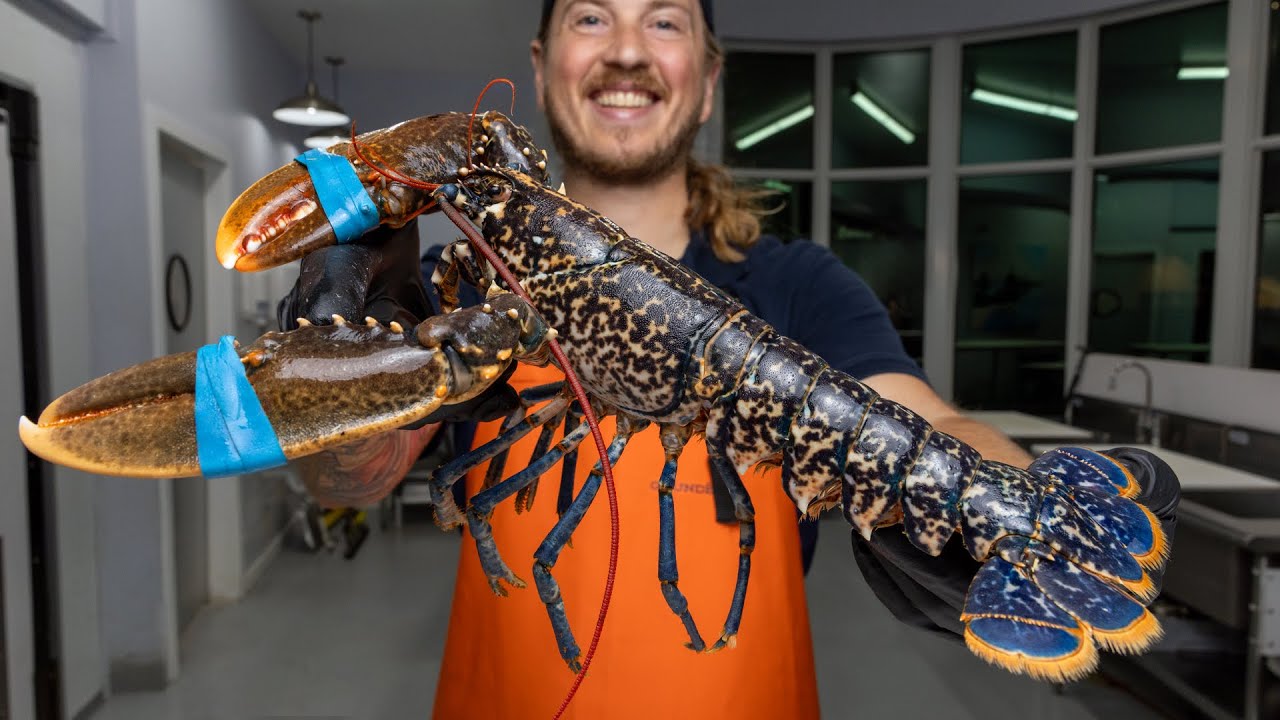 Why This Blue Lobster Is So Special