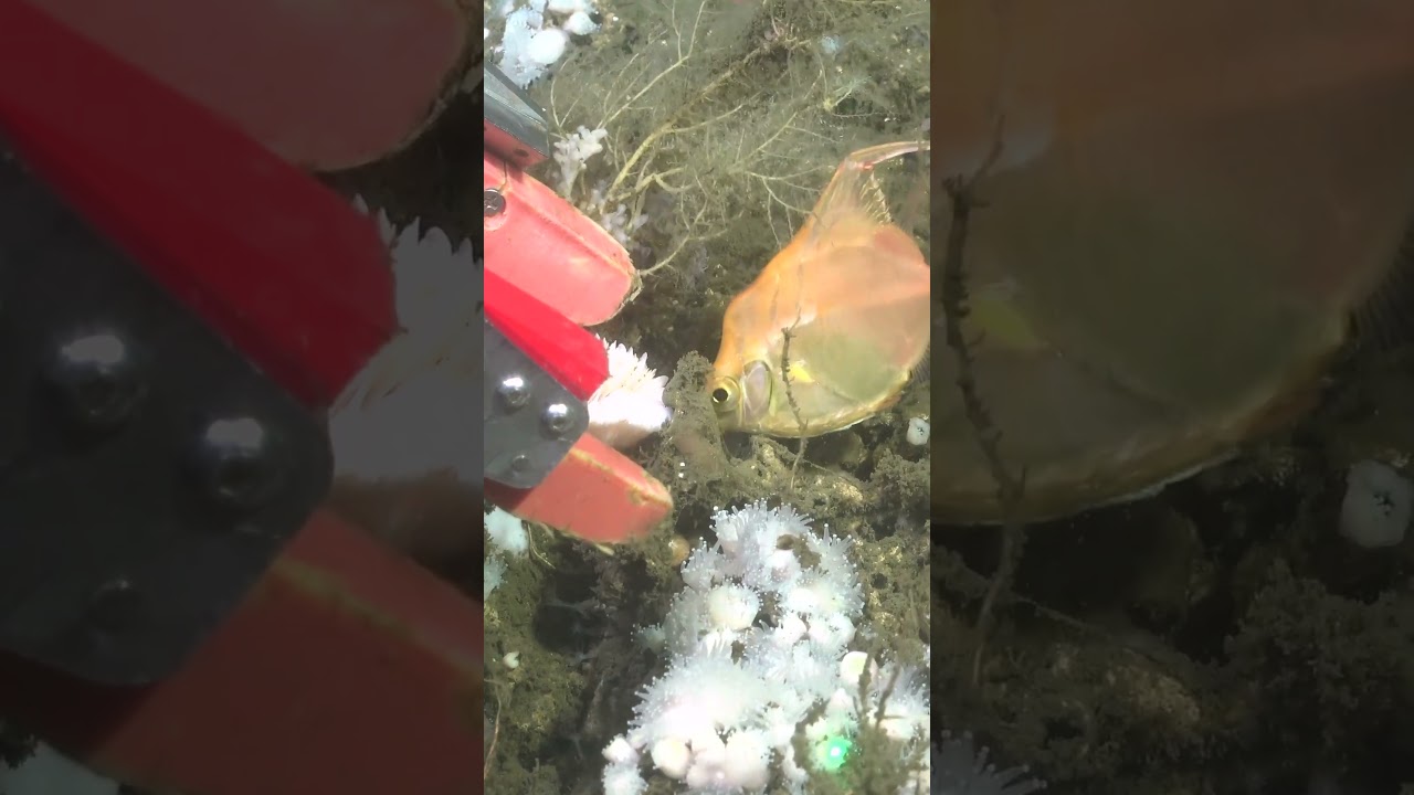 Fish can't tango. #uruguaysub200 #marinelife #ocean #science