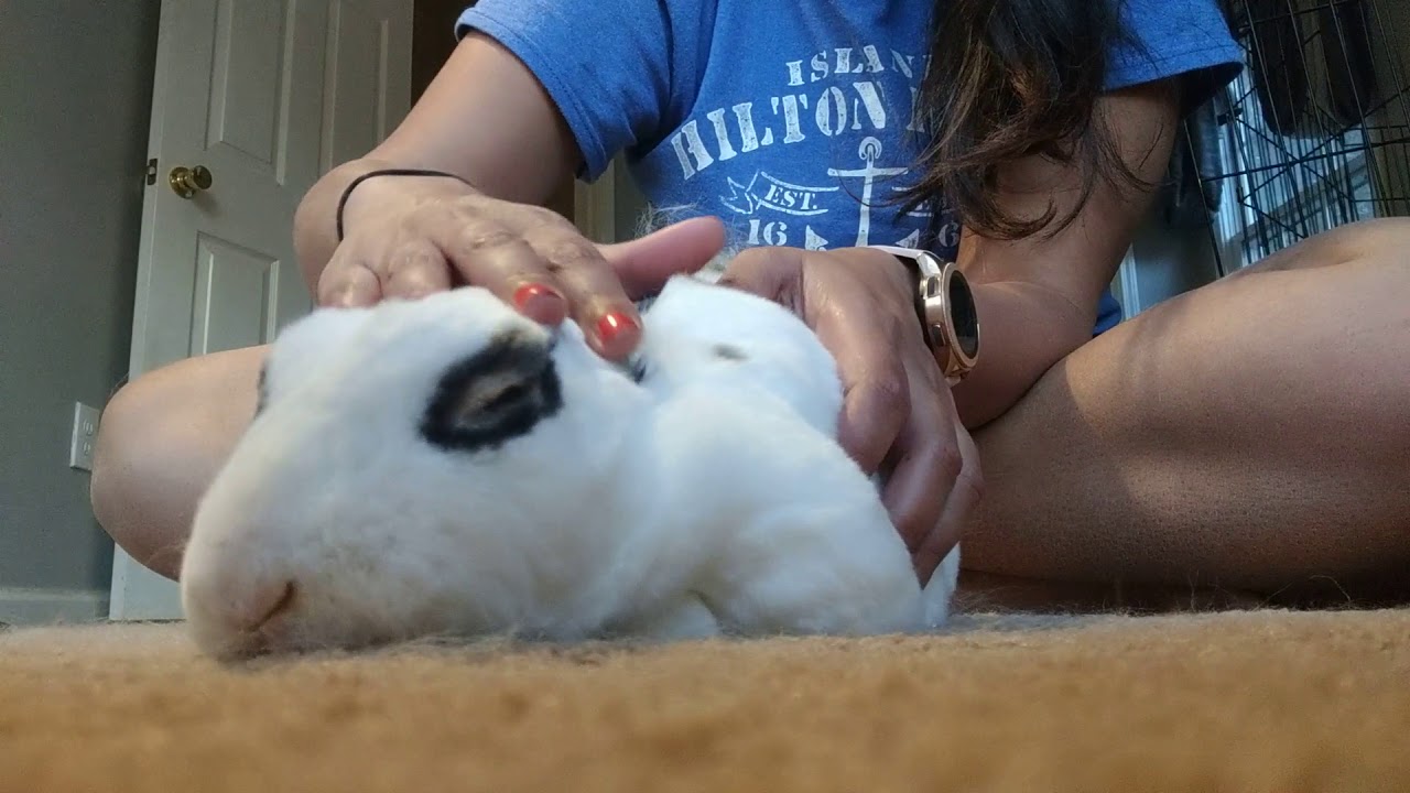 Animal ASMR - Bunny Massage
