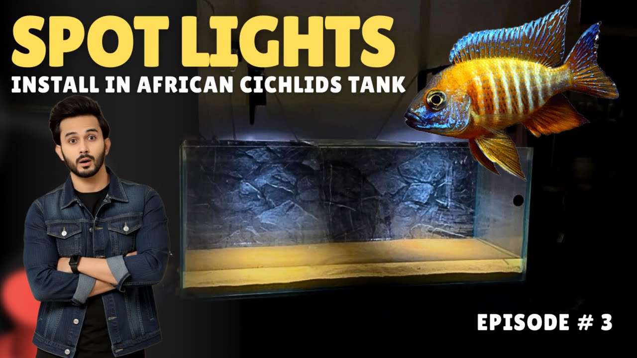 This Changed Everything! Spot Lights in My African Cichlids Tank | Ep. 3 - Imran’s World