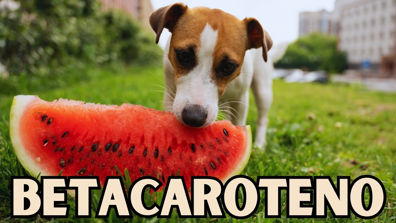Benef&iacute;cios do Betacaroteno para C&atilde;es