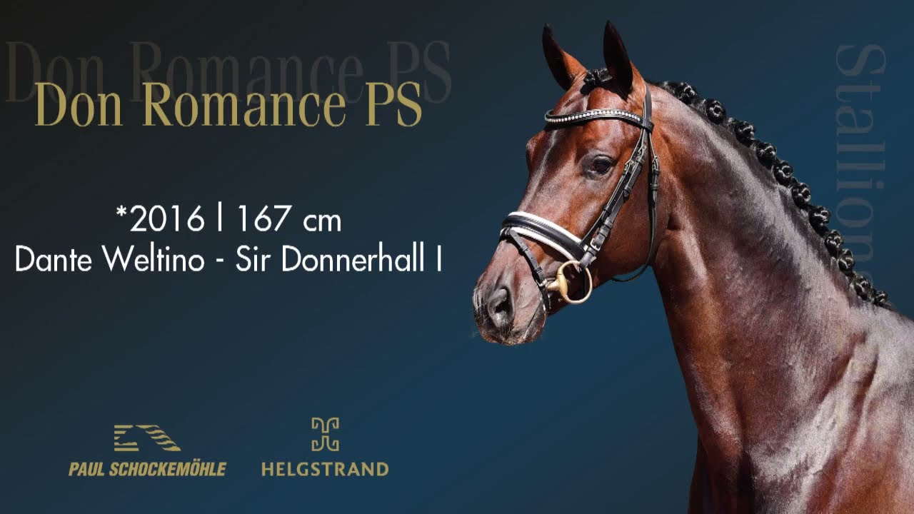 Don Romance PS - Dressurkollektion 2022 Schockemöhle & Helgstrand (DEU)