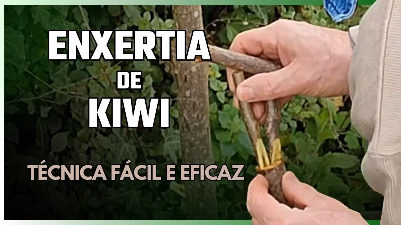Como Fazer Enxertia em Kiwi Passo a Passo