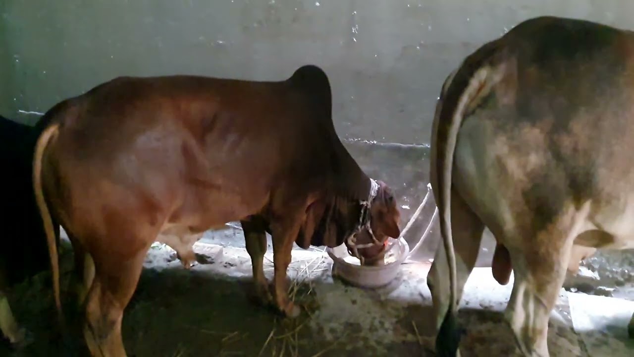 কোরবানি গরুর সাথে ২০২৪ সালের স্মৃতি #কোরবানিরহাট #কোরবানীর_গরুর #২০২৪ #২০২৫ 