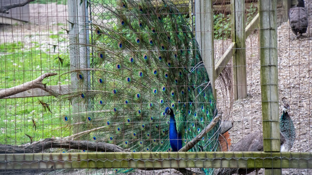 High Park Zoo in Toronto gets you up close to cute animals