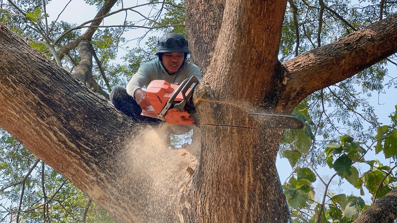 Thrilling… cut down a Huge tree in the middle of the village.