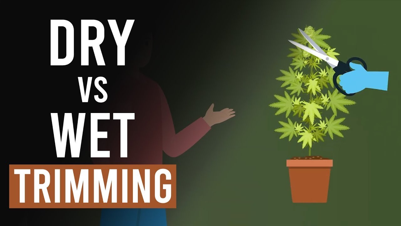 Cannabis Harvesting Wet vs Dry Trimming!