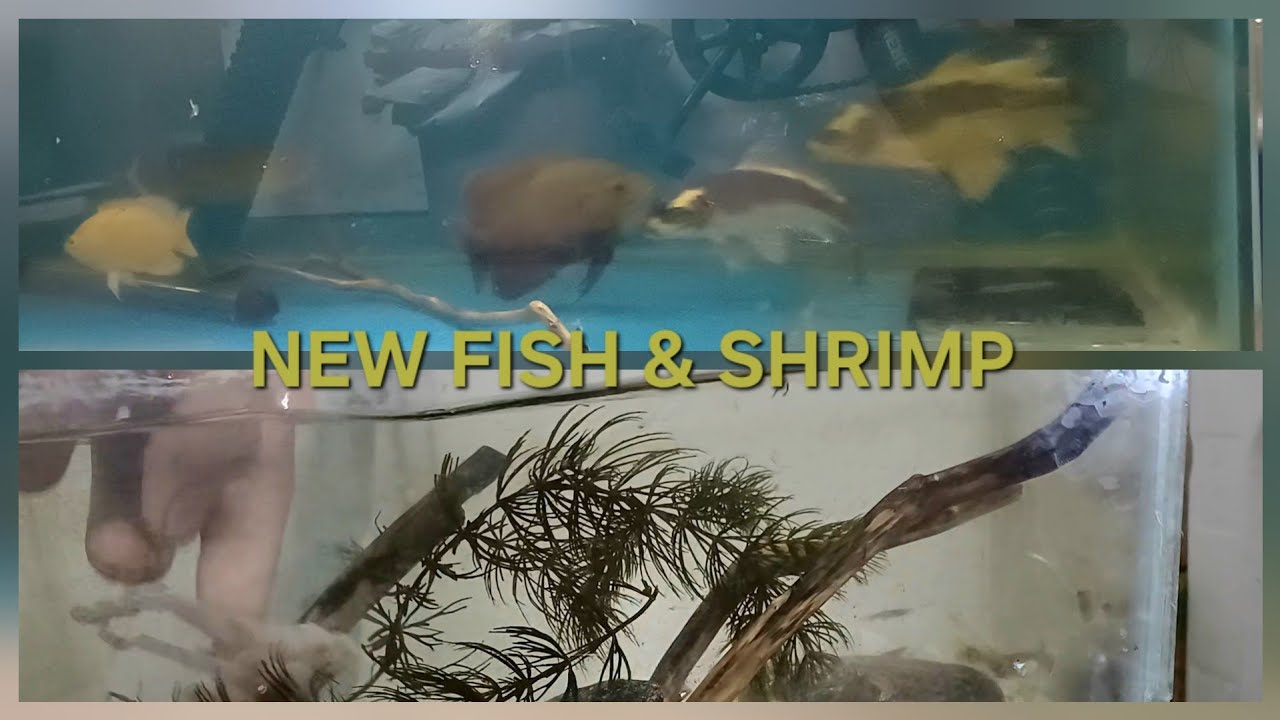 BUYING 100S OF FEEDERS || NEW MONSTER FISH & SHRIMP ADDDED || #fish #oscarfish #shrimptank #aquarium