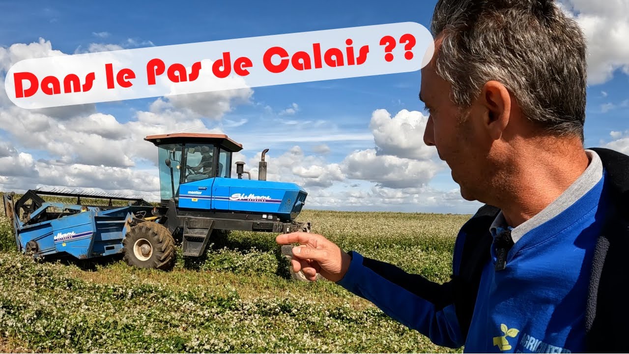 Je fauche le sarrasin bio à la maison