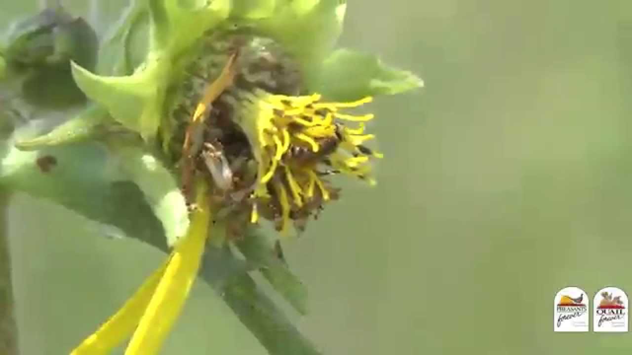 Great Pollinator Habitat Tip