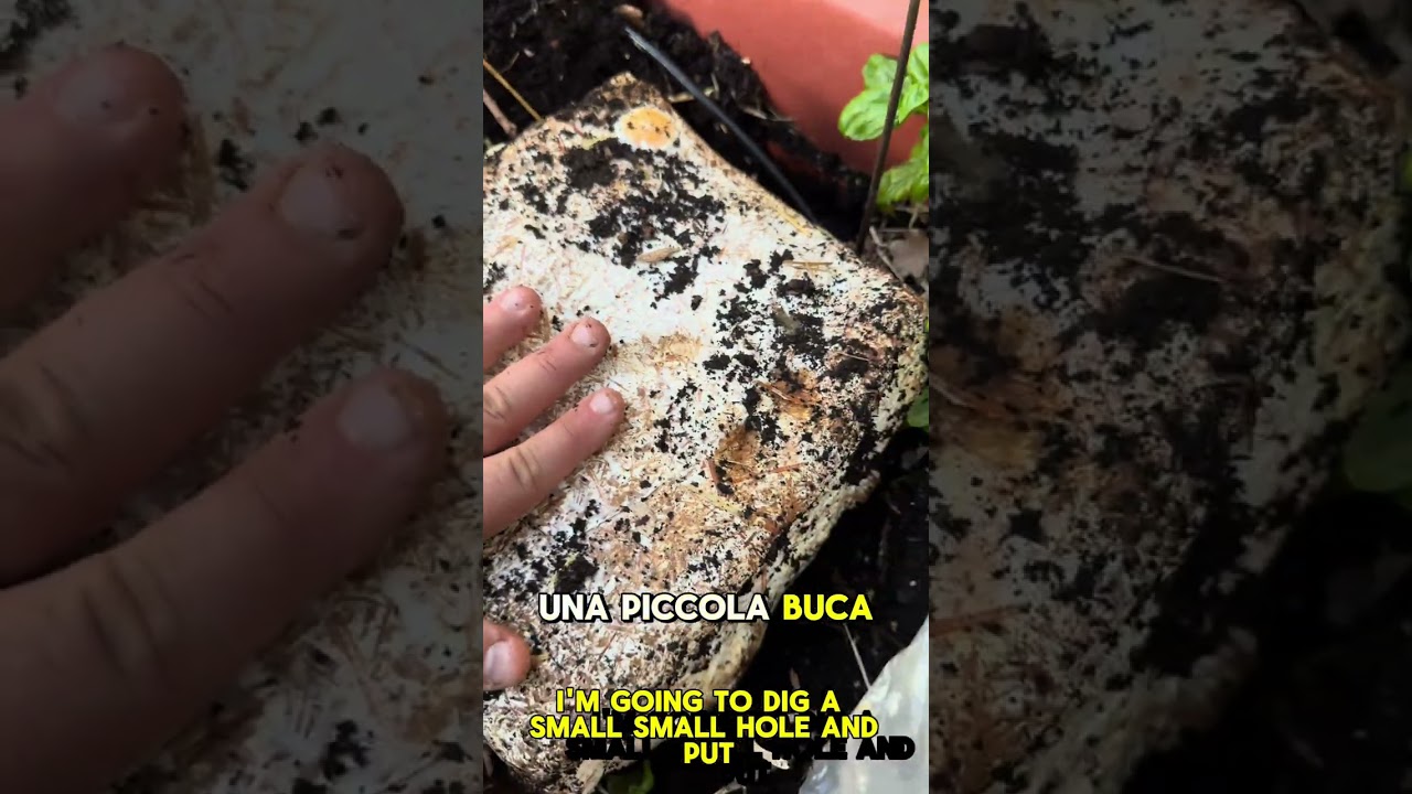 Coltivare funghi Cardoncelli &egrave; facilissimo: scopri come farlo con una balletta!