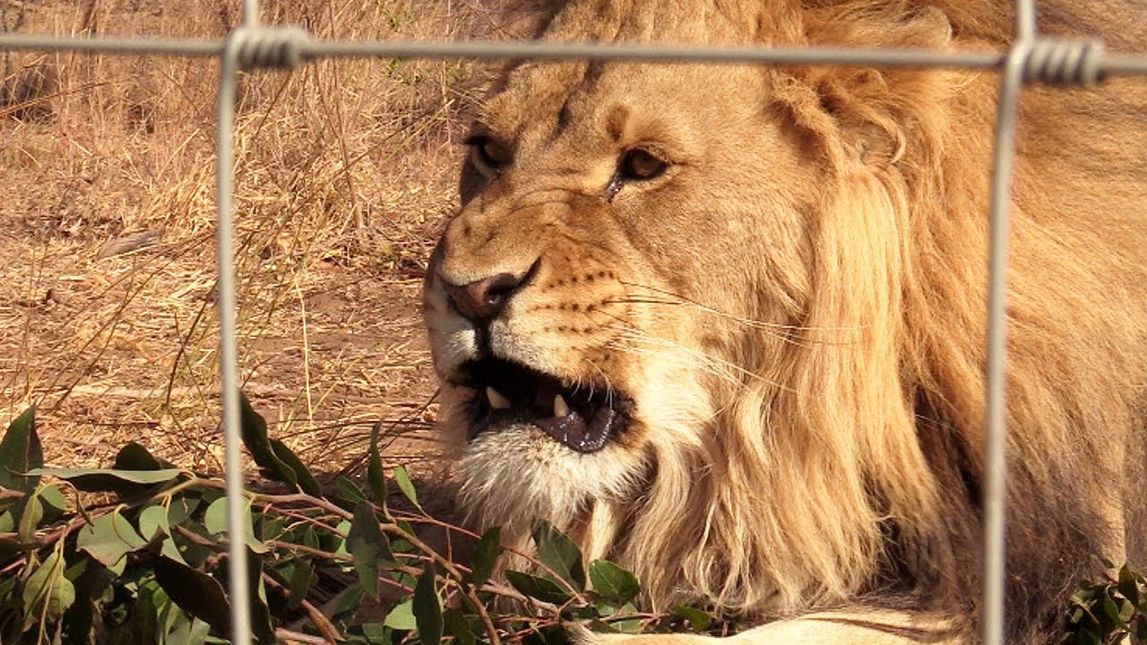 These Trees are Like Catnip for Lions!