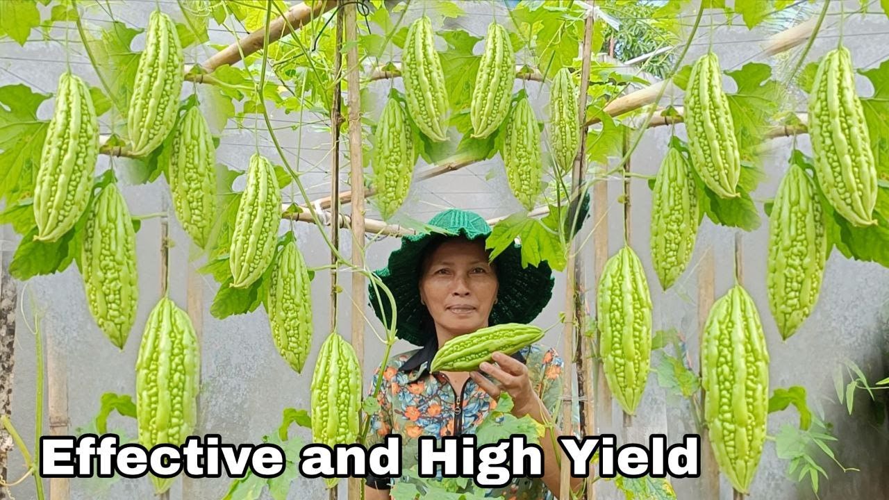 How to Grow Bitter Melon from Seeds Is Simple, Effective And High Yield