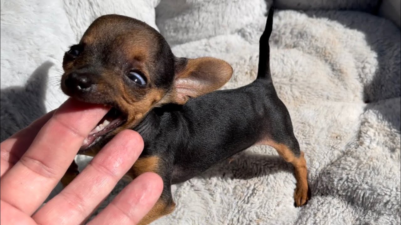 PILILIU ESTÁ FURIOSO | PINSCHER FILHOTES