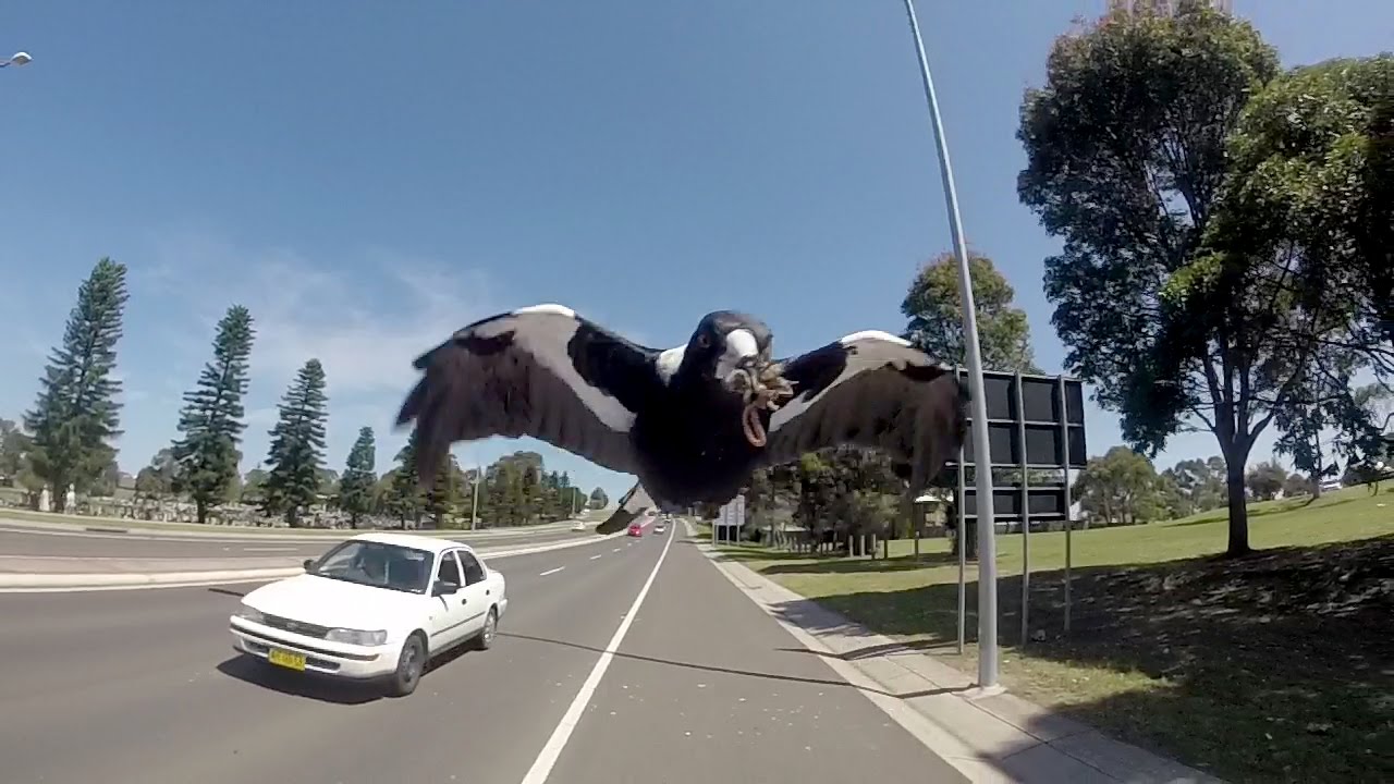 Cycling during Magpie season Shellharbour  Australia