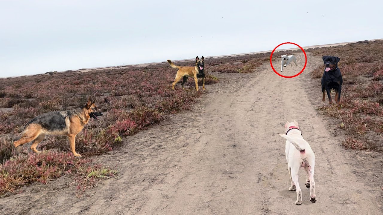 Dogo Argentino Akiles es confrontado por Rottweiler y Dogo cachorro - caminata
