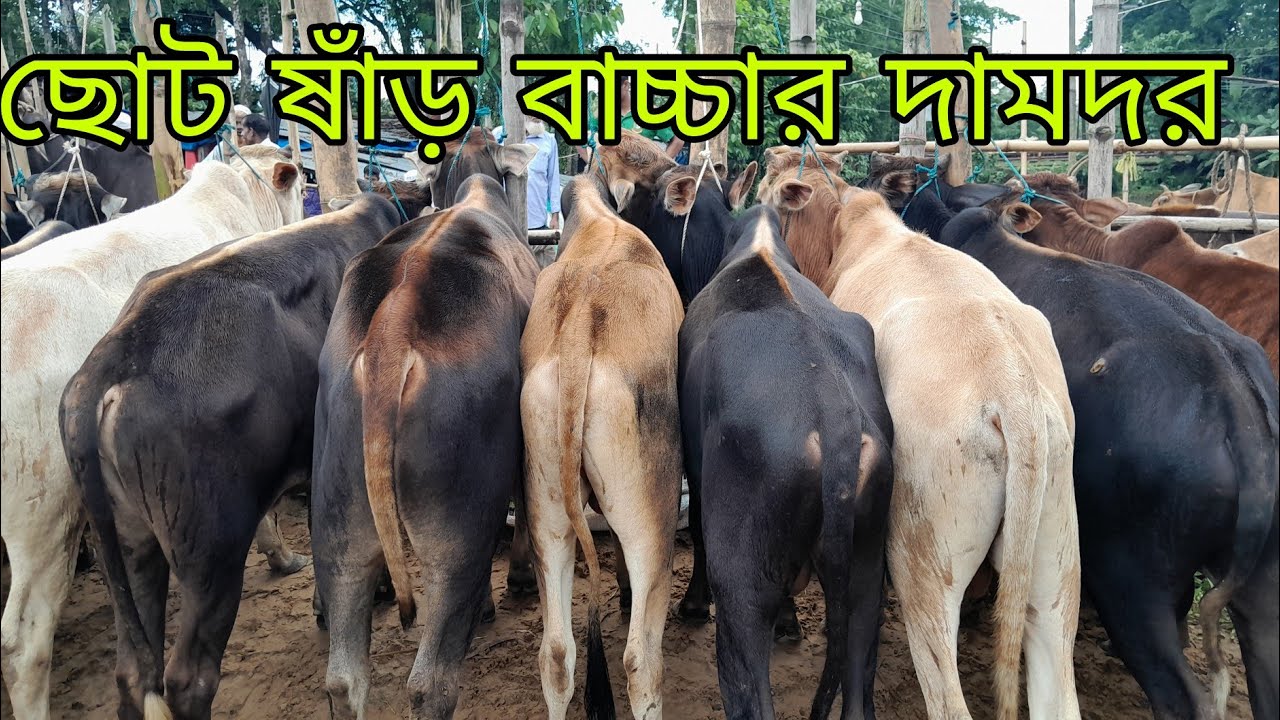 খামার উপযোগী ছোট ষাঁড় বাচ্চার দামদর জানুন সিলেটের সিমান্ত এলাকায় গরুর হাট থেকে,দাম কম মানে ভালো,