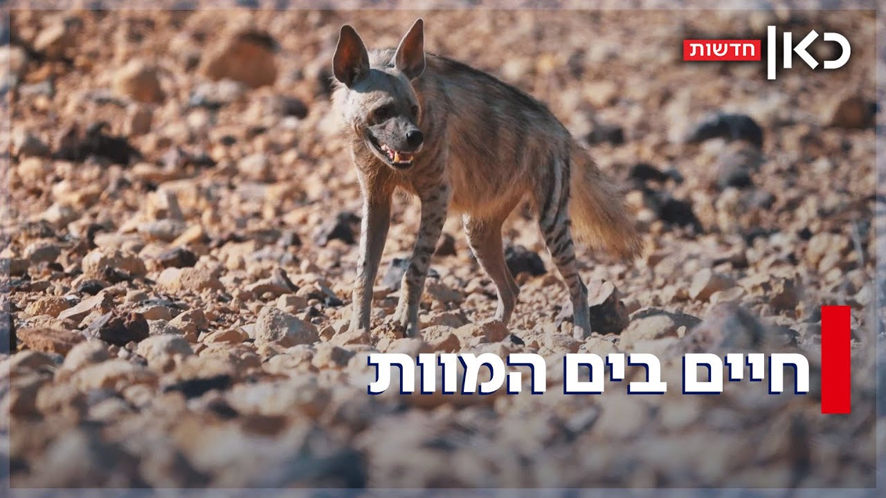 הסכנה לבעלי החיים המופלאים של ים המלח: 