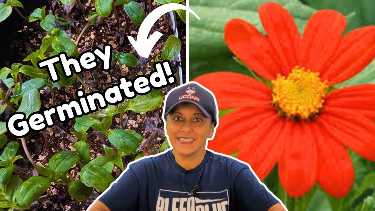 Tithonia Seedling Care | Potting Up Mexican Sunflower Plants || Budget Gardening
