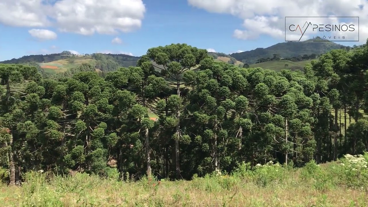 Terreno com floresta, vista, lago e topografia excelente!