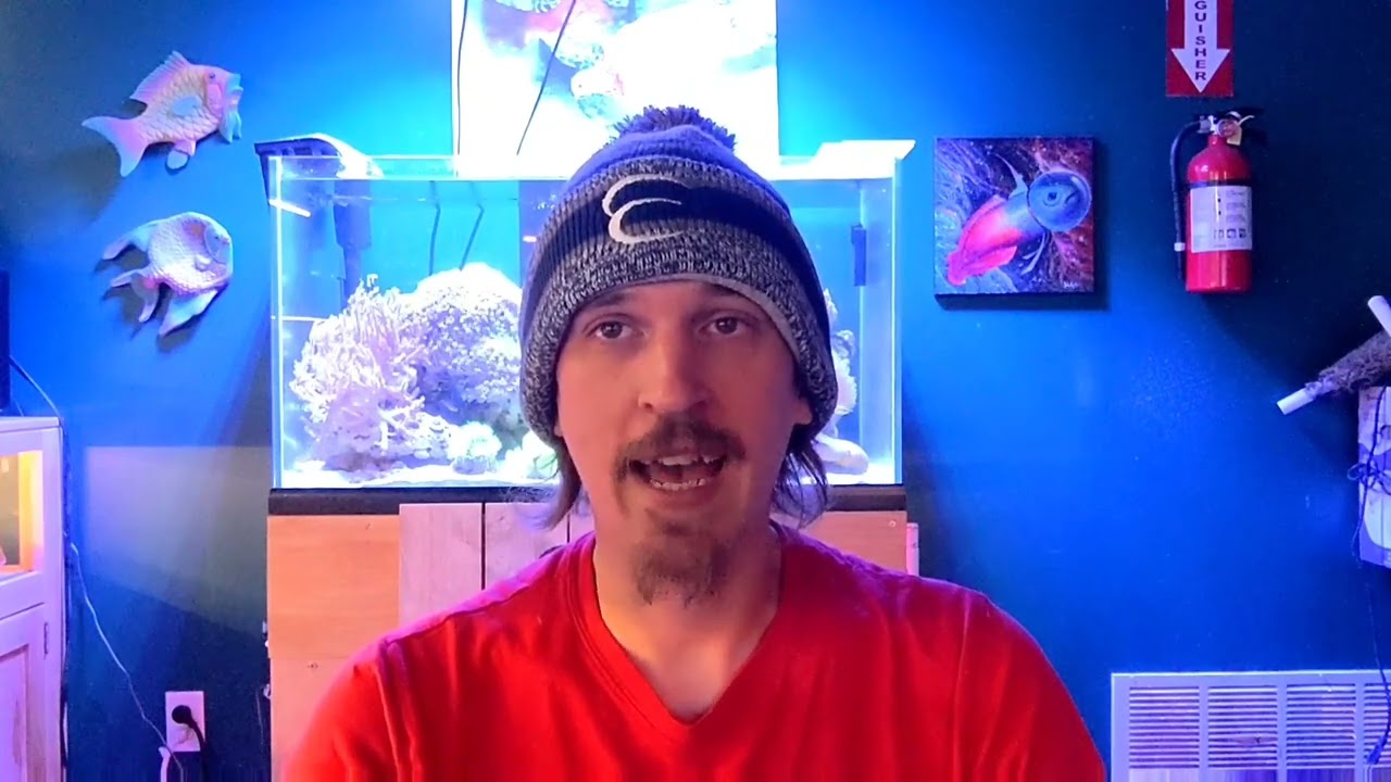 Checking in on our Rimless Soft Coral Paradise - 4 Month Update