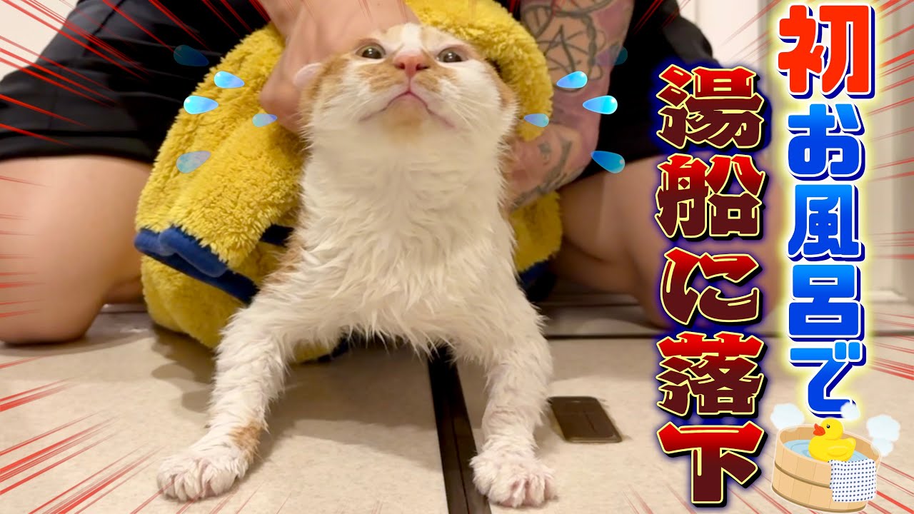 体が臭い子猫をお風呂に連行したら湯船にダイブする事態に⁉︎