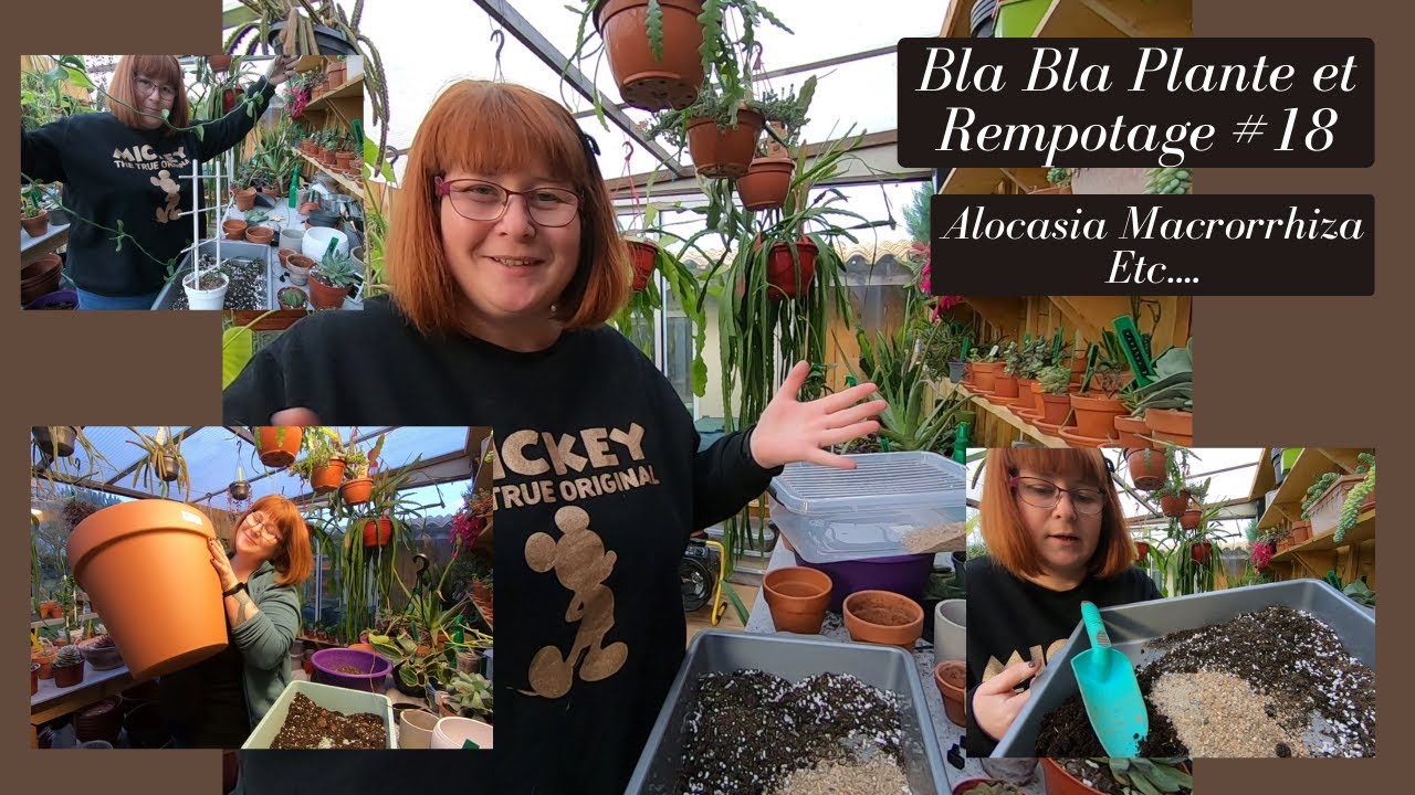 BLA BLA Plantes et rempotage #18🌿Partie 2🌿Alocasia Macrorrhiza | Euphorbe Obesa | Ceropegia | Etc...