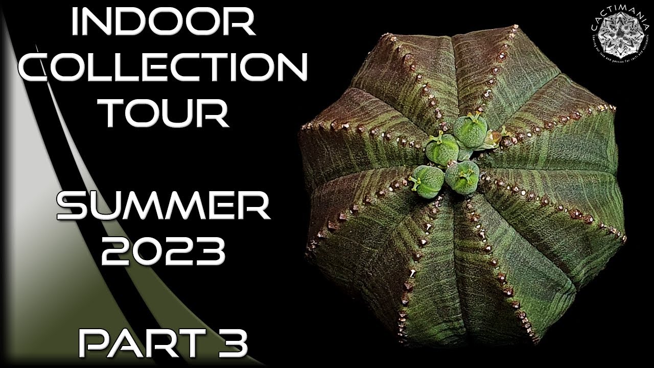 Cacti & Succulent Indoor Collection Tour | Summer 2023 Part 3 | #Cactus & #Succulents
