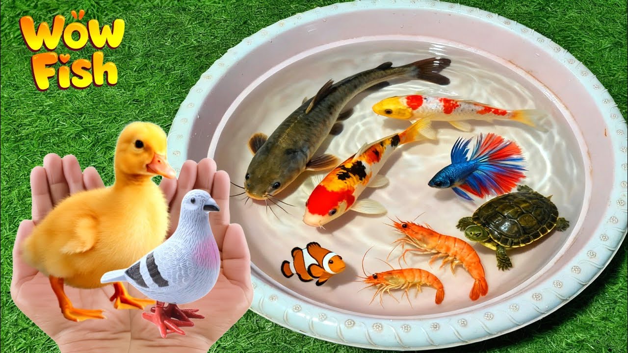 UNBOXING IKAN HIAS, IKAN LELE, KOI, GLOFISH, IKAN MAS, UDANG, BEBEK, AYAM, SAPI | WOW FISH 03