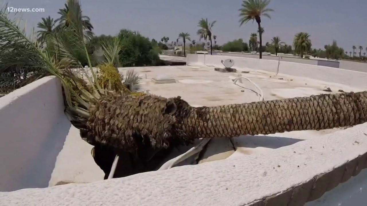 Palm tree top slams into apartment roof