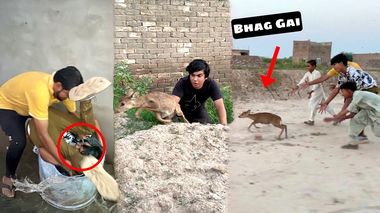 Hmari Hiran Bhag Gai 😨 Subhan Ki Waja Sy 🥲