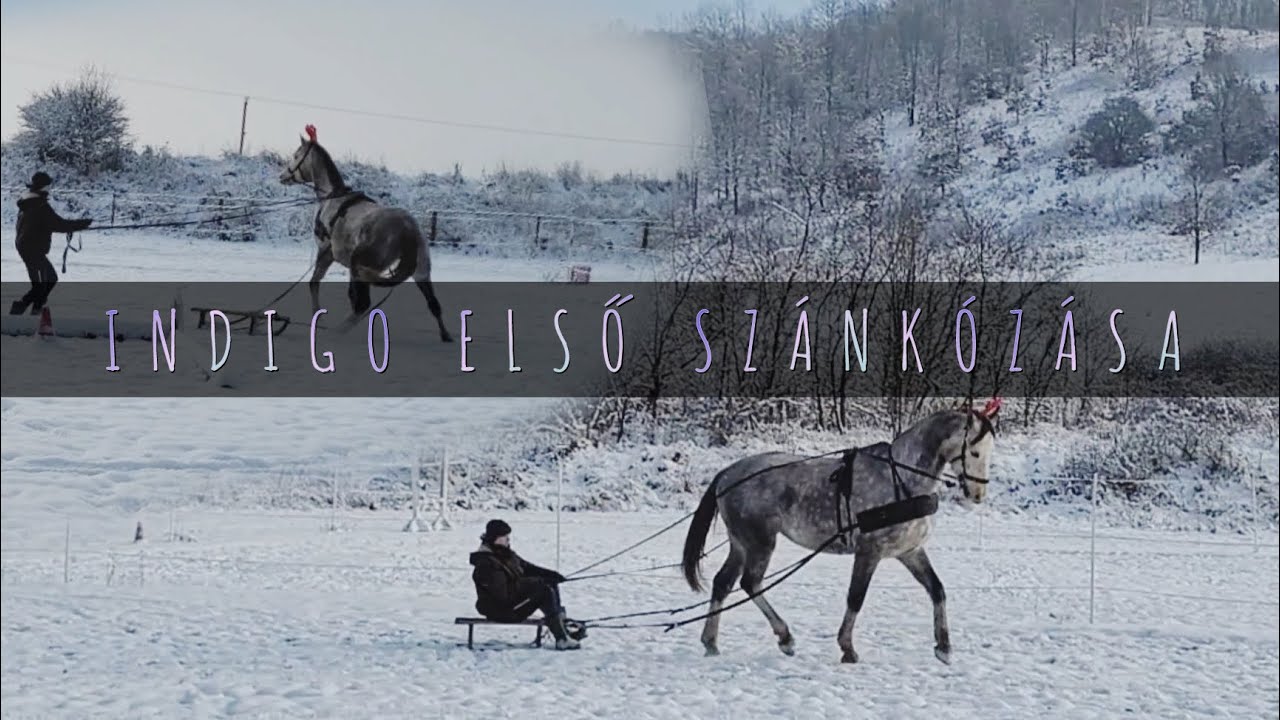 Indigo első sz&aacute;nk&oacute;z&aacute;sa ❄️