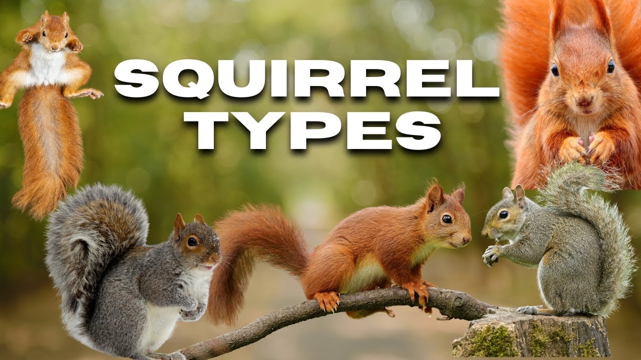 Top Species of Wild 𝗦𝗾𝘂𝗿𝗿𝗶𝗲𝗹 | 𝗧𝘆𝗽𝗲𝘀 𝗢𝗳 𝗦𝗾𝘂𝗿𝗿𝗶𝗲𝗹 #squirrel #animals