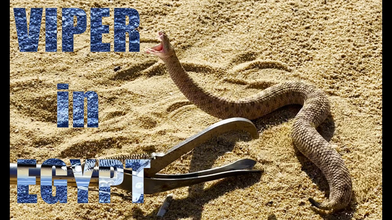 Wild Venomous Viper in the Sahara Desert - Giza - Cairo - Egypt - Scorpion - Lizard - Snake