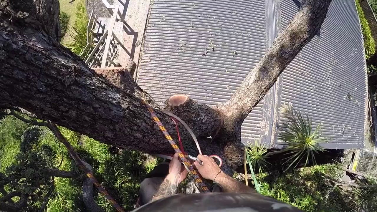 Pohutukawa Side Trim - Treeclimber Tree Service Tom Burdak Arborist