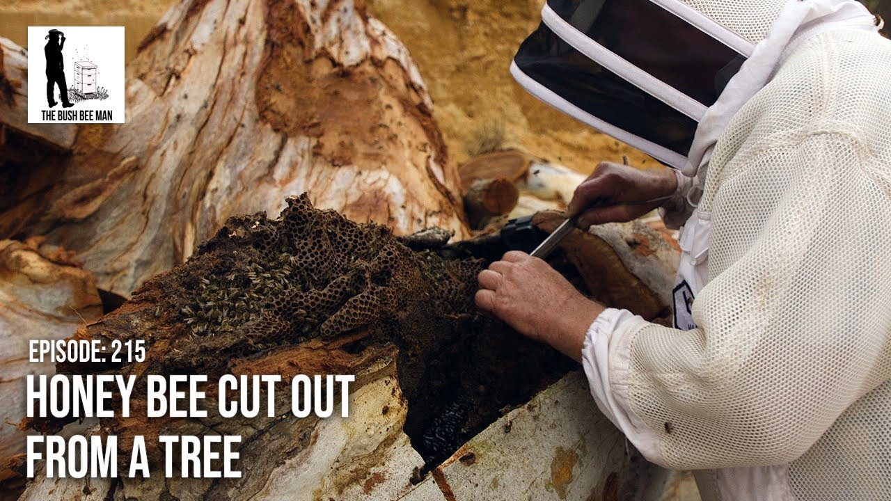 Honey Bee Cut Out from a Tree - The Bush Bee Man