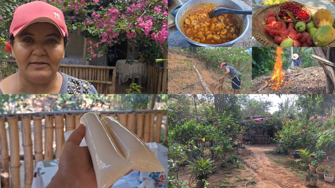 Dia de colheita  e trabalho no sítio recanto do sossego + tabu de macaxeira e banana verde de coco 
