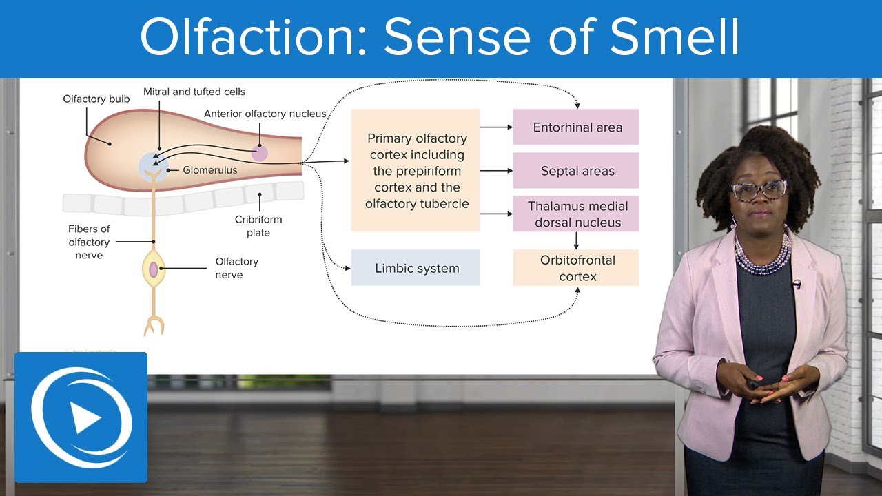 Olfaction: Sense of Smell &ndash; Physiology | Lecturio Nursing