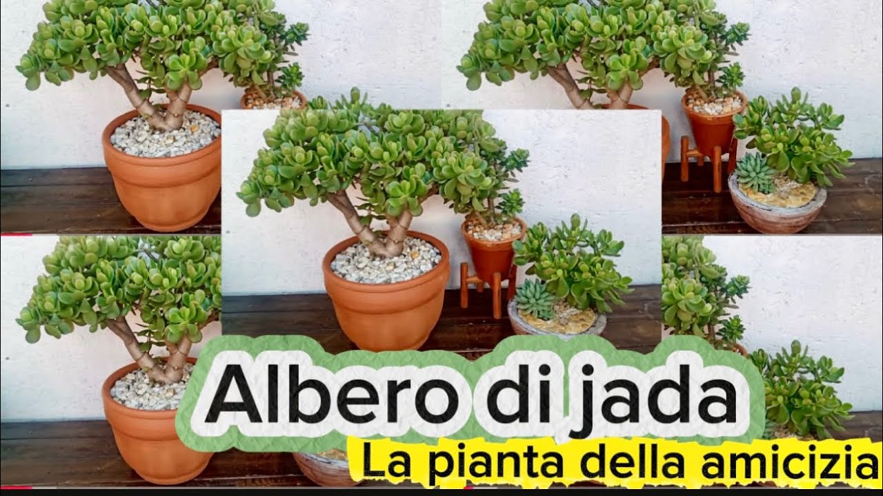 Crassula Ovata: Segreti di Cura, Moltiplicazione INFALLIBILE e Tecnica Bonsai per Principianti🌳