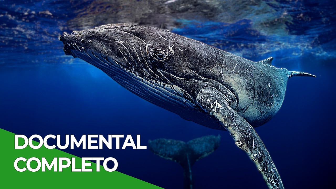 Chile Natural: La Ballena Azul | Free Documentary Nature - Español