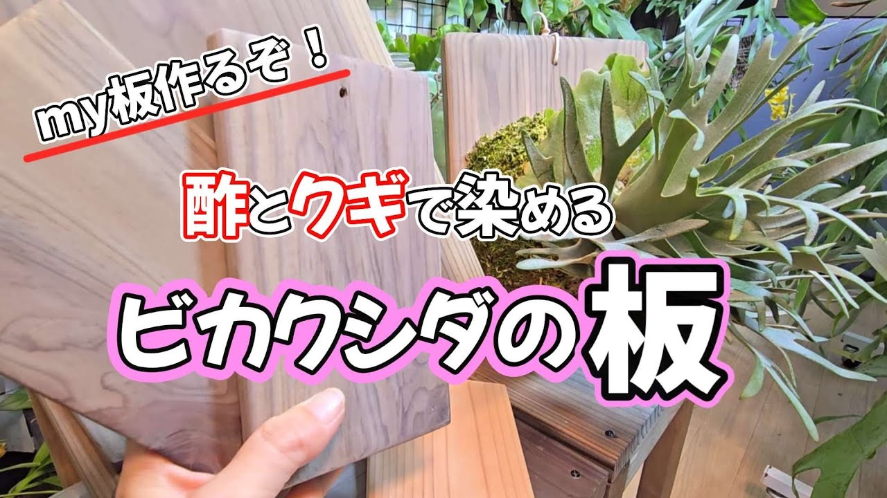 【化学反応】塗らずに染める✨ビカクシダの板作り🌱