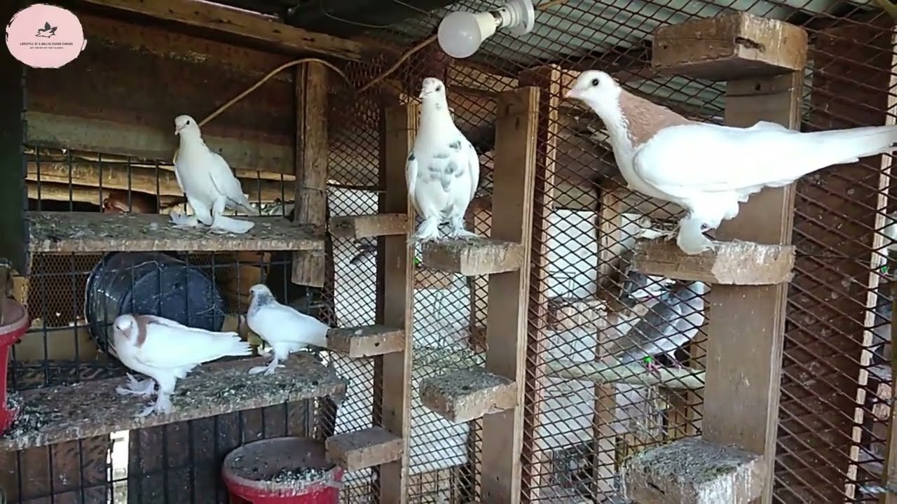 Breeding Roller Pigeons @Frank's loft