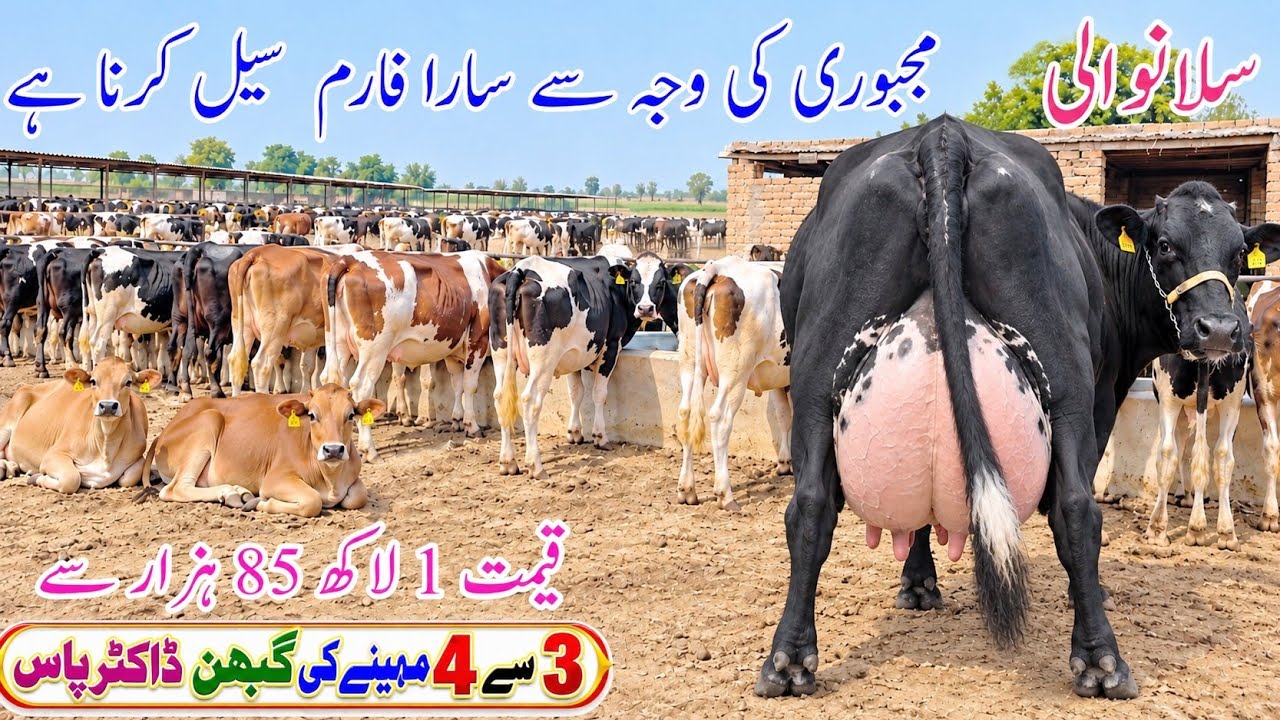 Full Dairy Farm for Sale | Sillanwali Cows & Doctor-Checked Heifers | Punjab Pakistan