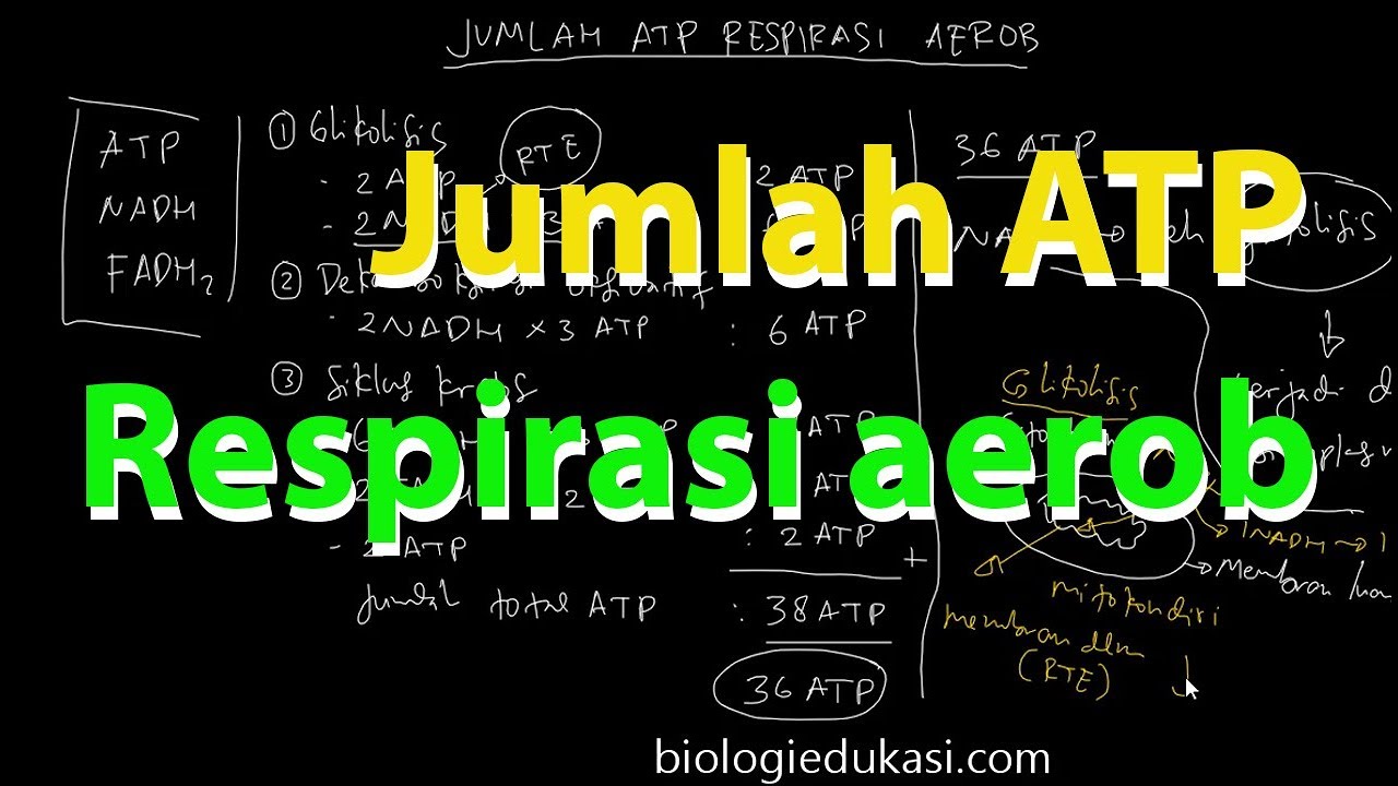 Jumlah ATP Respirasi Aerob